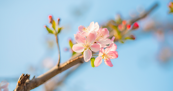 桃花什么时候开花塔罗牌