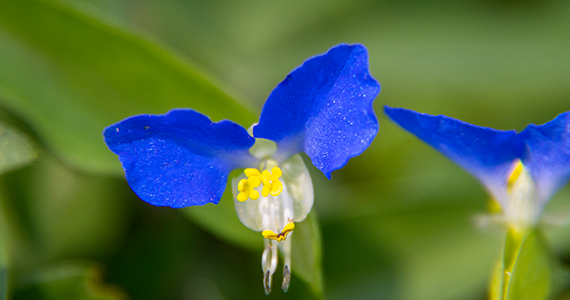 花朵花？相似的精簡標題：如何拍攝出唯美的花朵花？